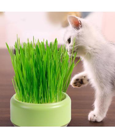 Firulab Cat Grass Growing Kit Cat Grass Bowl Planter Tray Catnip and Bowl Cat Grass Kit with Seeds DIY Soil Free Kitten Grass Growing Kit for Cat Snacks Green - Buy Online on GoSupps.com