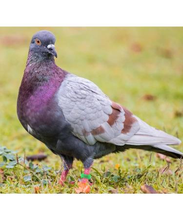 Andiker 100 Pigeon Identification Rings - 8mm Plastic Leg Bands for Birds Parrots Pigeons & Quails (Green) | International Shipping - Buy Online on GoSupps.com
