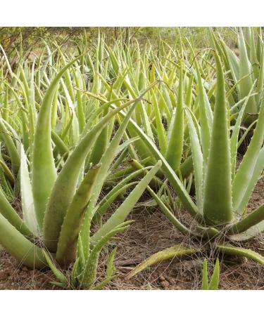 Organ.c Aloe Vera Gel 100% Pure 400g (14 oz) | With Natural Aloe & Vitamin E for Face Skin & Hair | Hydrating Soothing Non-Sticky Gel for Men & Women - Buy Online on GoSupps.com