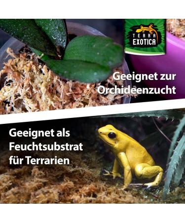 Terra Exotica Sphagnum Moss - Premium 300g Peat Moss for Garden Houseplants & Terrariums | Fast International Shipping - Buy Online on GoSupps.com