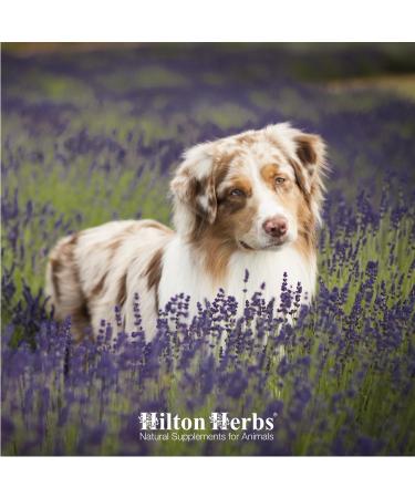 Buy Hilton Herbs LBM Solution for Dogs - 500 ml | Premium International Shipping - Buy Online on GoSupps.com