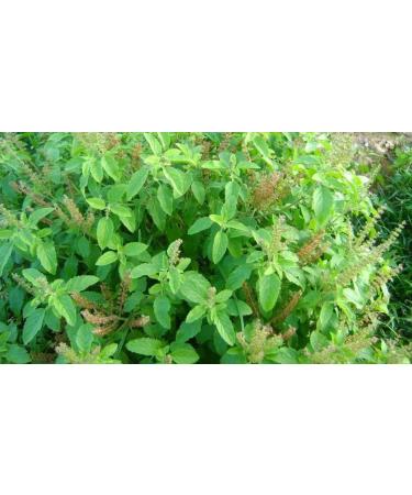 Sewanti Organic Tulsi Powder NPN 80097539 200g - Buy Online on GoSupps.com