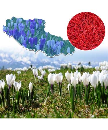 Tisane Naturelle Chinoise Safran Crocus Stigma 1g Th de Fleur - Buy Online on GoSupps.com
