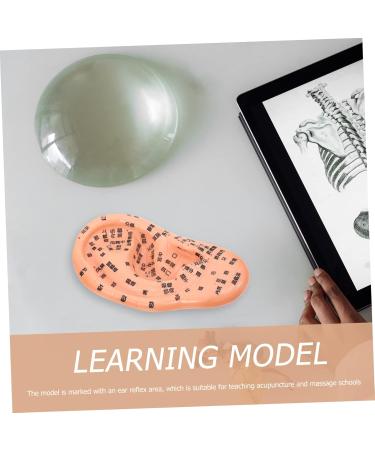 FRCOLOR 1pc Artificial Human Ear Model - Acupuncture & Massage Tool for Ear Acupoint Therapy | Medical PVC Teaching Aid - Buy Online on GoSupps.com