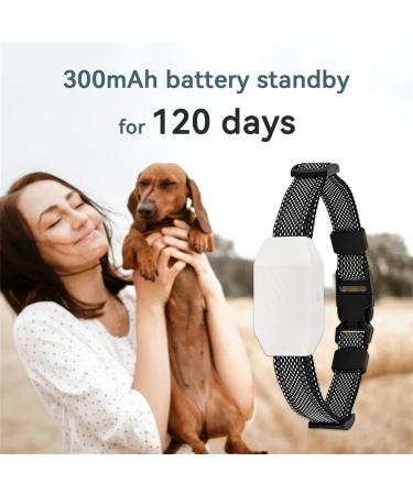 Classic Nylon Dog Collars - Breathable Waterproof & Easy to Handle for All Sizes - Buy Online on GoSupps.com