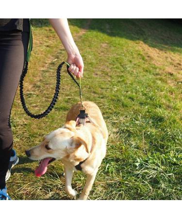 Aiqeer Grey Hands Free Dog Leash Adjustable Waist Belt and Retractable Bungee Leash Jogging Dog Leash with Reflective Stitching (Green Handle) - Buy Online on GoSupps.com