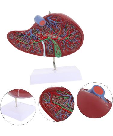 Baluue Liver Anatomical Model Liver Model with Base Anatomical Liver Model Human Body Gallbladder - Buy Online on GoSupps.com