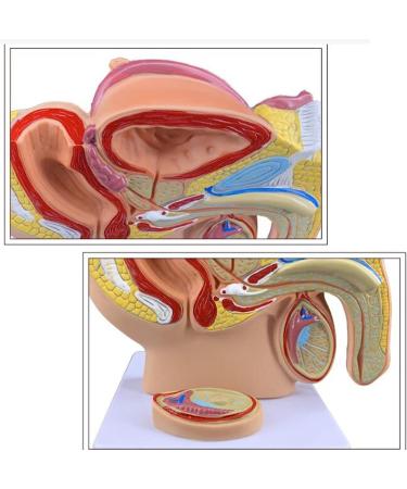 Life Size Male Pelvis Anatomy Model 1:2 - Detailed Reproductive System & Prostate Model for Educational Display - Buy Online on GoSupps.com