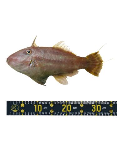 PATIKIL Self Adhesive Fish Ruler - 51 Waterproof Fish Tape Measure Sticker for Boat Kayak & Workbench - Dark Blue - Buy Online on GoSupps.com