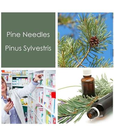 Pine Needles Liquid Extract Tincture with Vitamin C, Bioflavonoids, and Antioxidants - 100ml/3.38 fl oz - Buy Online on GoSupps.com