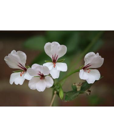 Calm Me Down Skin Balm 100ml | Nourishing Relief for Dry Skin | International Shipping - Buy Online on GoSupps.com