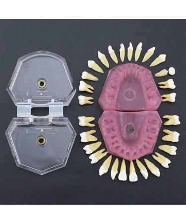 PURFWOG Dental Teeth Model - Disassembled Full Mouth Teeth Crown Model with Soft Gums for Dental School Study & Teaching - Buy Online on GoSupps.com
