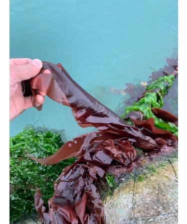 Atlantic Rhodymenia Palmata Dried Dulse Flakes 3.52 Ounce/100 g - Buy Online on GoSupps.com