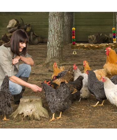 NCTP Handmade Chicken Swing Toy with Natural Wooden Perch Stand for Hens - Perfect for Parrots, Macaws, and Bird Training - Buy Online on GoSupps.com