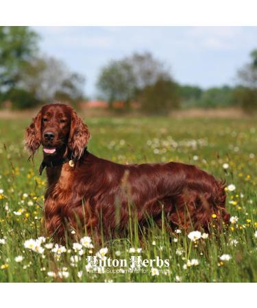 Hilton Herbs Top Coat Natural Dog Supplement. 100% Natural Ingredients. Healthy Skin and Shinny Coat. For Dogs with Itchy Skin Sensitive to Allergens or Prone to Itching. 125 g - Buy Online on GoSupps.com