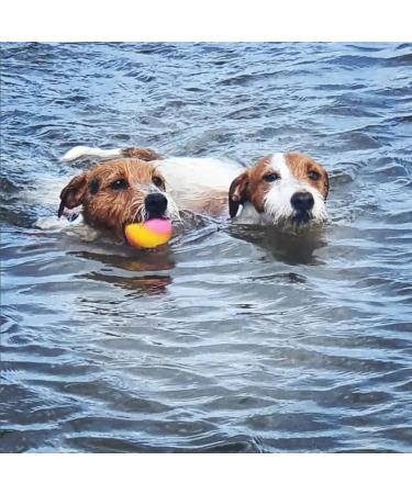 SPORTSPET High Bounce Natural Rubber Dog Balls - 6 Pack (60mm) - Durable & Fun for Active Dogs International Shipping Available - Buy Online on GoSupps.com