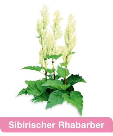 femiLoges - Herbal Menopause Support - 30 Tablets Monthly Pack | International Shipping Available - Buy Online on GoSupps.com