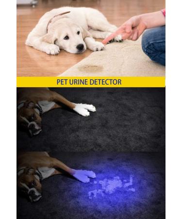 Darkbeam UV Flashlight 395nm - Portable Black Light Detector for Pet Stains & Dog Urine | Mini LED Flashlight | 1 Pack - Buy Online on GoSupps.com
