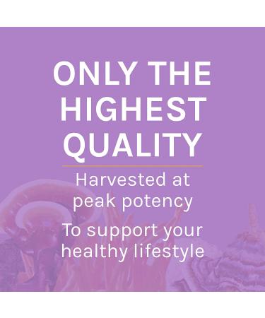Fungi Perfecti Lion's Mane Mushroom Powder 3.5 oz - Boost Mental Clarity & Focus - Buy Online on GoSupps.com