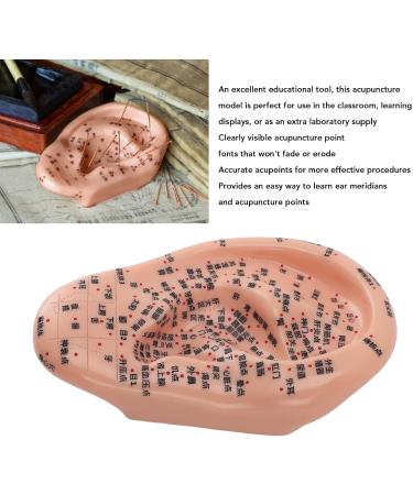 Premium Ear Acupuncture Model - 13 cm PVC Display for Acupuncture Learning & Accessories - Buy Online on GoSupps.com