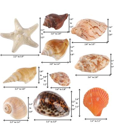 Okllen 2.2 lbs Mixed Beach Seashells Starfish & Large Conch Shells - Ideal for Beach Theme Parties, Fish Tanks, DIY Crafts, Wedding & Home Decor - Buy Online on GoSupps.com