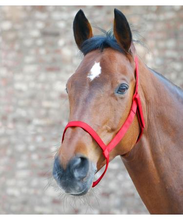 WALDHAUSEN Pasture Halter for PON - Durable Red Horse Halter for Sale - International Shipping Available - Buy Online on GoSupps.com