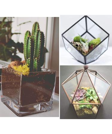 Preserved Reindeer Moss 3.5oz - Purple | Ideal for Potted Plants, Crafts, Terrariums & Decor - Buy Online on GoSupps.com