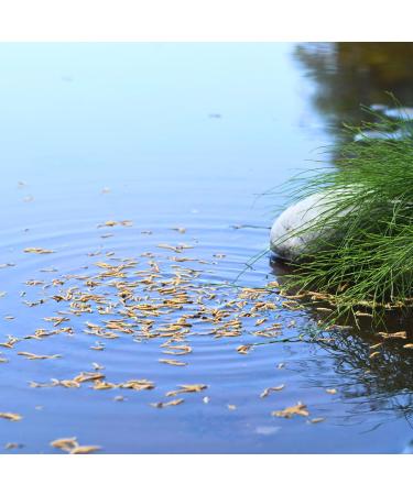 Lyra PET Mealworms 5kg - Premium Protein Fish Feed for Decorative & Pond Fish | Rich in Vitamins & Minerals | Ideal for KOI - Buy Online on GoSupps.com