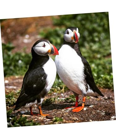 BESPORTBLE 200 Pcs Pigeon Anklet Chicken Legs Pigeon Bands Numbered Poultry Leg Ring Baby Split Ring to Open 1.3X1.3CMx2pcs Blackx2pcs - Buy Online on GoSupps.com