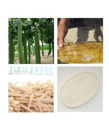 Buy Natural Luffa Sponge for Exfoliating & Deep Cleansing | Loofah Body Brush for Spa & Shower | International Shipping - Buy Online on GoSupps.com