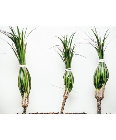 Fairhair Hair Tie Set - 7 Organic Cotton Hair Bands | Lavender Fragrance | Gentle for All Hair Types | Made in Germany - Buy Online on GoSupps.com