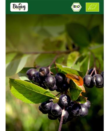 Biojoy Organic Aronia Powder (250 g) without artificial additives (Aronia Melanocarpa) - Buy Online on GoSupps.com
