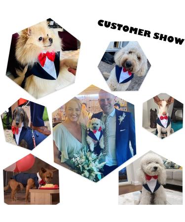 Shop XL Blue Dog Smoking Suit & Bandana - Perfect for Weddings & Birthdays | Festive Dog Clothing - Buy Online on GoSupps.com