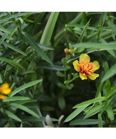 Alpi Investment OOD Organic estragon dried 250 g organic estragon replenished estragon from controlled organic cultivation tested for estragon in laboratory 100 pure and natural - Buy Online on GoSupps.com