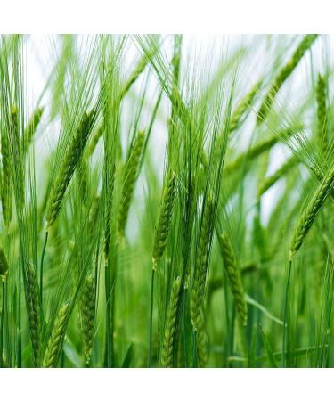 Organic Hulled Barley 2 Pounds - Non-GMO, 100% Whole Grain, Kosher, Vegan - High Fiber for Brewing & Cooking. Product of USA - 2lb Pack - Buy Online on GoSupps.com