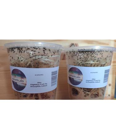 acomantis 2x16oz double-pack Flightless Fruit Flies Live Food (Drosophila Culture) - Buy Online on GoSupps.com