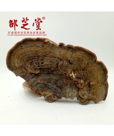 Wild Growth Cyan Ganoderma lucidum/Lucid Ganoderma/lingzhi 35.3 Oz. - Buy Online on GoSupps.com