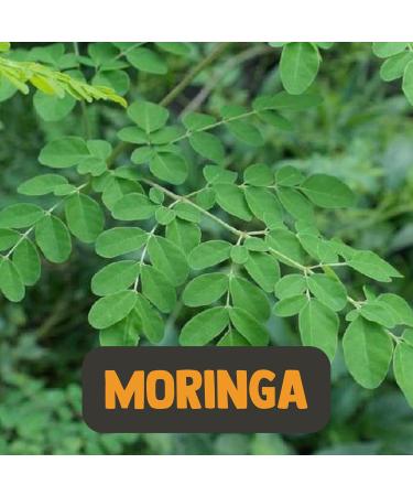 Cupplement - Moringa 60g - Organic - Free Scoop - Superior Quality Powder - Buy Online on GoSupps.com