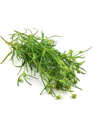 Food to Live Organic Whole Psyllium Seeds 2.5 Pounds - Non-GMO Vegan Kosher Keto Friendly Raw Bulk Natural Food Thickener for Cooking - Add a Boost to Smoothies and Dishes Seeds 2.5 Pound - Buy Online on GoSupps.com