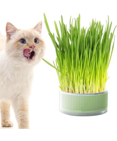 Shop Lambo Cat Grass Box - Hydroculture Sprout Tablets for Healthy Cats | Cultivated Cat Plant Grass Box for Indoor Use - Buy Online on GoSupps.com