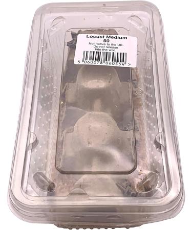 Livefoods4u Medium Locust Live Food (12-20mm) - Perfect for Reptiles - Sustainably bred (Tub of 50) - Buy Online on GoSupps.com