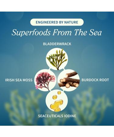 Snap Supplements Irish Sea Moss with Bladderwrack, Burdock Root & Iodine Natural Sea Moss Supplement to Support Gut Health, Energy & Healthy-Looking Skin, 60 Vegan Capsules (1 Month Supply) - Buy Online on GoSupps.com