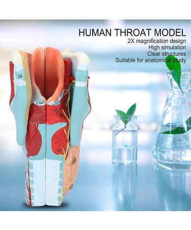 Human Throat Model 2X Magnification Vinyl Clear Structure Throat Dissection Teaching Model Human Throat Display Model Accurate Throat Model - Buy Online on GoSupps.com