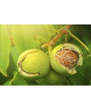 Clevera California Walnuts Halves Premium 1-lb - Fresh - Raw -Kosher - Small Batch - Sustainably Sourced - Straight from The Farm - Non-GMO - Gluten free 0.45 Kilograms - Buy Online on GoSupps.com