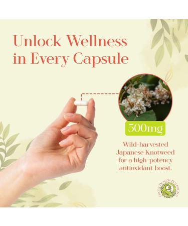 Japanese Knotweed Capsules 500 mg 100 Capsules Made in USA - Natural Source of Resveratrol Immune Support Supplement Non-GMO Gluten-Free Vegetarian Japanese Knotweed Root for Cardiovascular Health.* - Buy Online on GoSupps.com