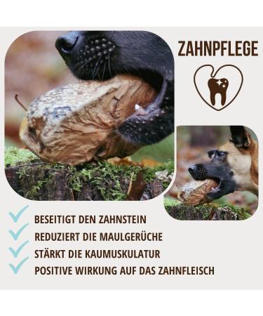 Petlove Natural Chewing Roots for Medium Dogs with Olive Oil - 100% Natural Chewing Wood & Minerals | Perfect for Healthy Chewing (301-500g) - Buy Online on GoSupps.com