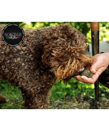 Norcinus 3 bottles of highquality white truffle oil 250 ml turn any dish into a gastronomic masterpiece - Buy Online on GoSupps.com