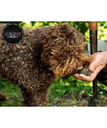 Norcinus Truffle Oil | Extra Virgin Olive Oil with White Truffle 250ml | Elevate Your Dishes to Gourmet Perfection - Buy Online on GoSupps.com