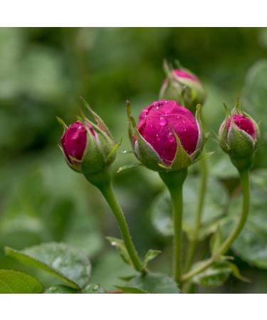  IDDA Herbal IDDA Herbal Dried Rose Buds 125g Whole Rose Buds to Infuse Rose Herbal Tea - Buy Online on GoSupps.com