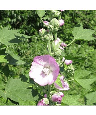 200 semi di Kankakee Mallow Native Wildflower